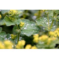 ALCHEMILLA ALPINA Tinktur | Alpen-Frauenmantel Bio...