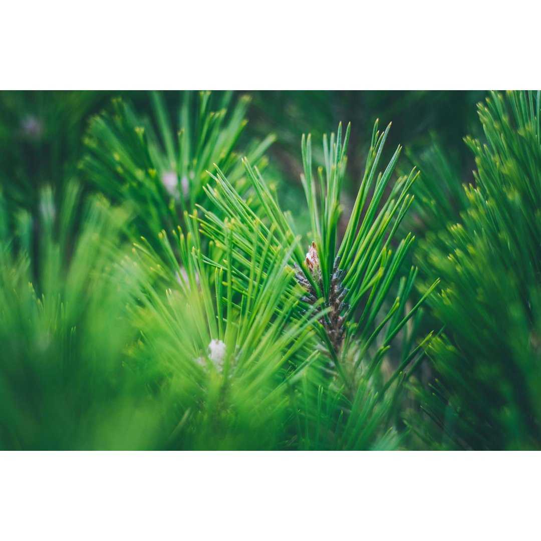 Alpine Stone Pine organic mother tincture drops or spray | PINUS CEMBRA BIO