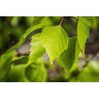 European Moor Birch organic mother tincture drops or spray | BETULA PUBESCENS BIO