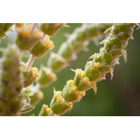 SIDERITIS SCARDICA tincture | Ironwort Greek Olymp...