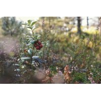 VACCINIUM VITIS-IDAEA gemmo | Mountain Cranberry organic...