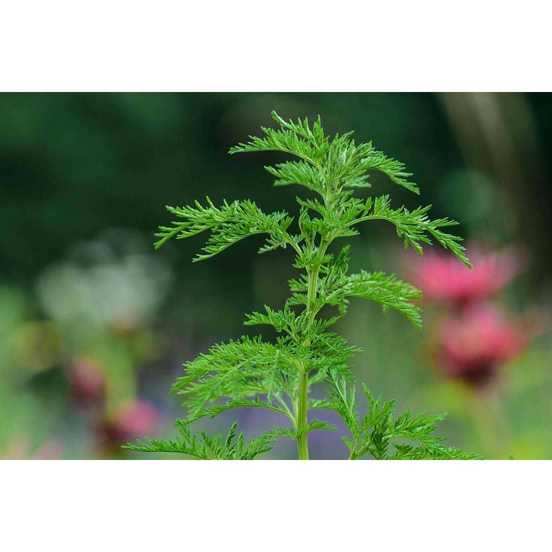 Sweet Annie powder herbs from the Dürer trail by AgriSauch | ARTEMISIA ANNUA