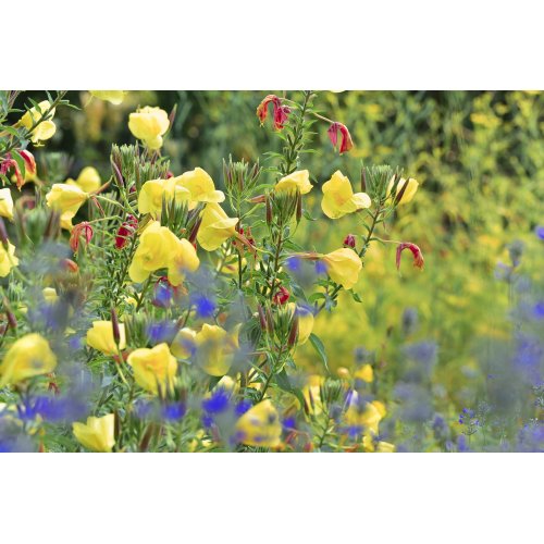 GOOD MORNING tea | Rita's officinal flower and herbal infusion from the Dürer trail