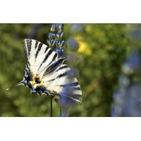 GOOD EVENING tea | Rita's officinal flower and herbal...