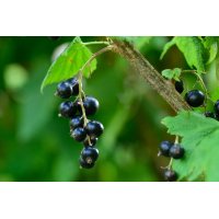 RIBES+ Plus | Liposomal Blackcurrant with Blackcurrant...
