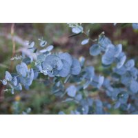 EUCALYPTUS GLOBULUS triangle bags | Tasmanian Bluegum...