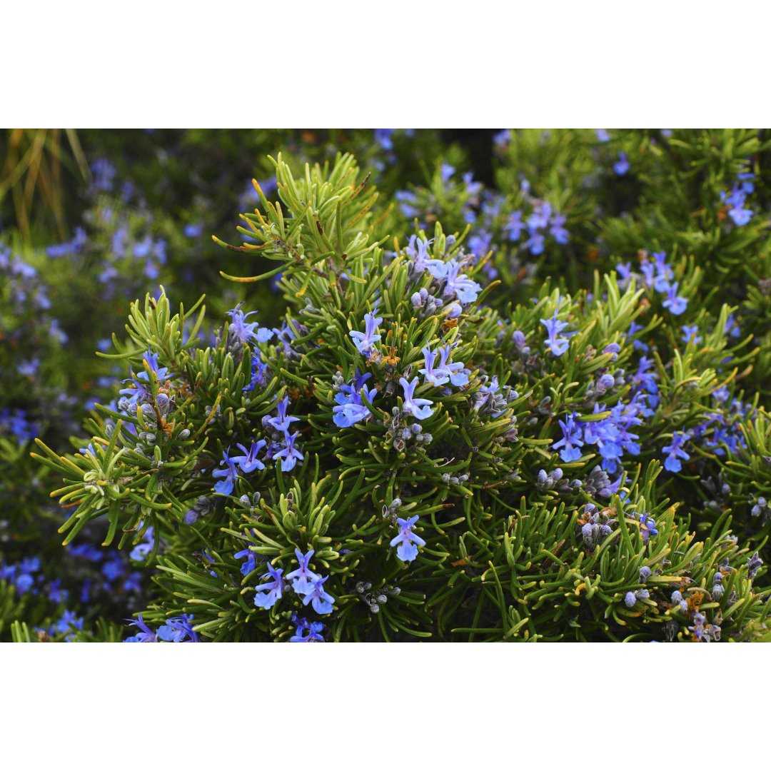 Wild Rosemary organic alcohol-free hydrosol essential extract