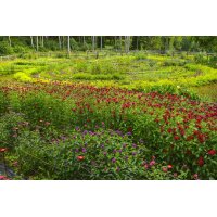 DÜRERMISCHUNG Tee | Rita's offizinaler Blumen- und...