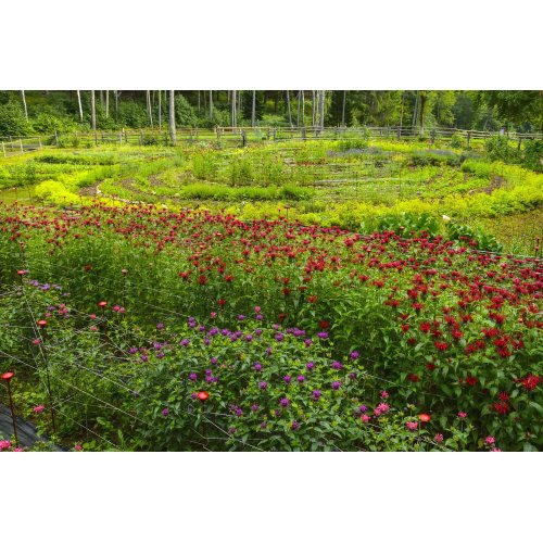 MISCELA DEL DÜRER tisana | Infuso di fiori ed...