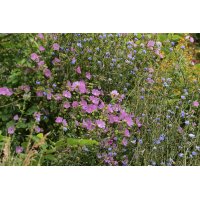 HAPPY EVENING tea | Rita's officinal flower and herbal...