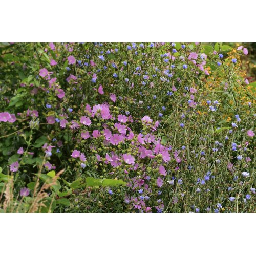 GUTE LAUNE Tee | Rita's offizinaler Blumen- und Kräuteraufguss am Dürerweg
