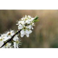 CARDIO VITAL Gemmo Bundle | Selected buds for the cardio... 2