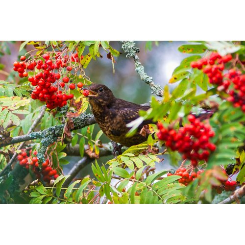 SORBUS AUCUPARIA | Vogelbeere der Eberesche Bio Urtinktur Tropfen o. Spray