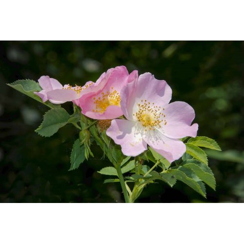 POSTCOV Gemmo Bundle | Selected buds for...