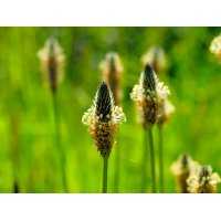 Rita's Alpine Ribwort Plantain cough syrup | PLANTAGO COMPLEX