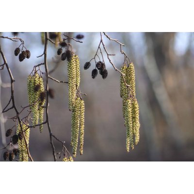 CLEAR VIEW Gemmo Bundle | Ausgewählte Knospen für die Augengesundheit mit Literatur von Peter Emmrich