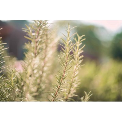 CLEAR VIEW Gemmo Bundle | Ausgewählte Knospen für die Augengesundheit mit Literatur von Peter Emmrich