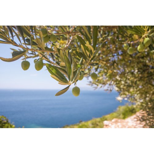 OLEA EUROPAEA tintura | Olivo bio tintura madre...