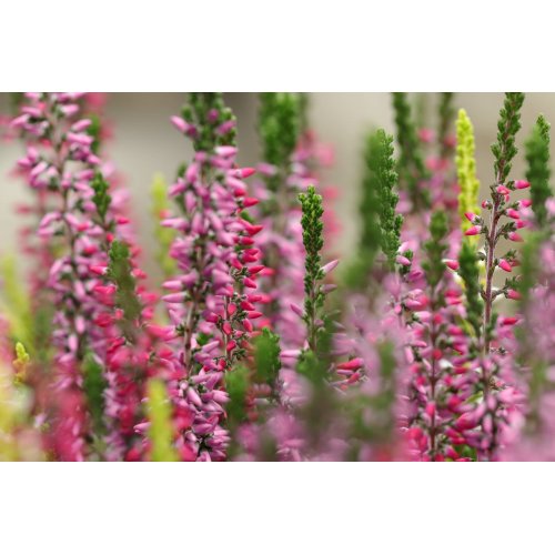 URO VITAL Gemmo Bundle | Buds for the urinary...