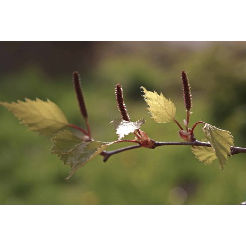 URO VITAL Gemmo Bundle | Buds for the urinary...