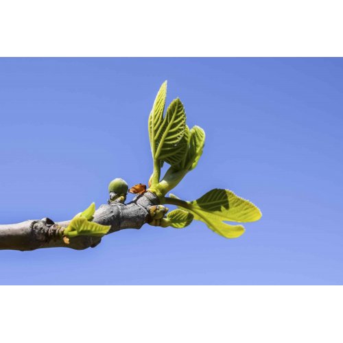 FEEL GOOD Gemmo Bundle | Selected buds to cheer...