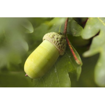 ORTHO VITAL Gemmo Bundle | Ausgewählte Knospen zur Stärkung der Knochen, Sehnen und Bänder mit Literatur von Peter Emmrich