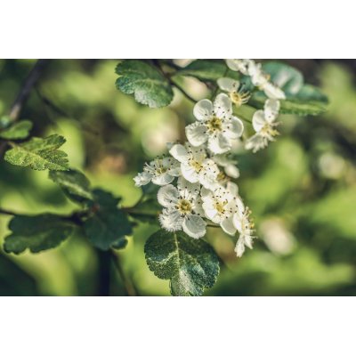 PRENATAL VITAL Gemmo Bundle | Gemme selezionate per per sostenere la salute delle donne con libri del Dr. Peter Emmrich