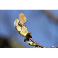 AESCULUS HIPPOCASTANUM gemmo | Horse Chestnut buds...