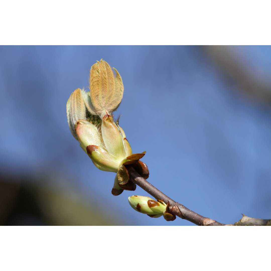 Ippocastano gemmoderivato macerato glicerico gocce o spray | AESCULUS HIPPOCASTANUM