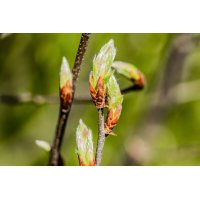 CARPINUS BETULUS gemmo | Common Hornbeam organic buds...