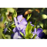 VINCA MINOR gemmo | Evergreen Lesser Perwinkle organic...