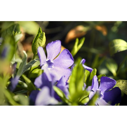 VINCA MINOR gemmo | Pervinca Minore bio gemmoderivato macerato glicerico per gemmoterapia gocce o spray