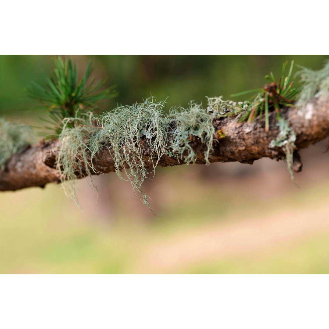 Lichene di Usnea Barbata bio tintura madre gocce o spray - USNEA BARBATA BIO