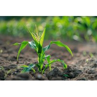 ZEA MAIS gemmo | Maize Corn organic ayurvedic sprouts...