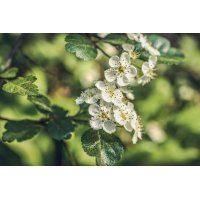 CRATAEGUS OXYCANTHA Tinktur | Zweigriffeliger Weißdorn...