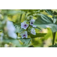 ALTHAEA OFFICINALIS tincture | Marshmallow ayurvedic...