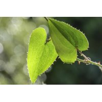 SMILAX MEDICA Tinktur | Stechwinde ayurvedische...