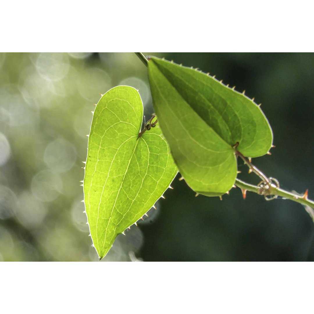 Stechwinde offizinale Tinktur Tropfen o. Spray | SMILAX MEDICA