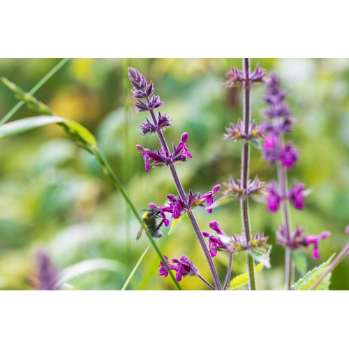 Wald-Ziest Bio Urtinktur Tropfen o. Spray | STACHYS SYLVATICA BIO