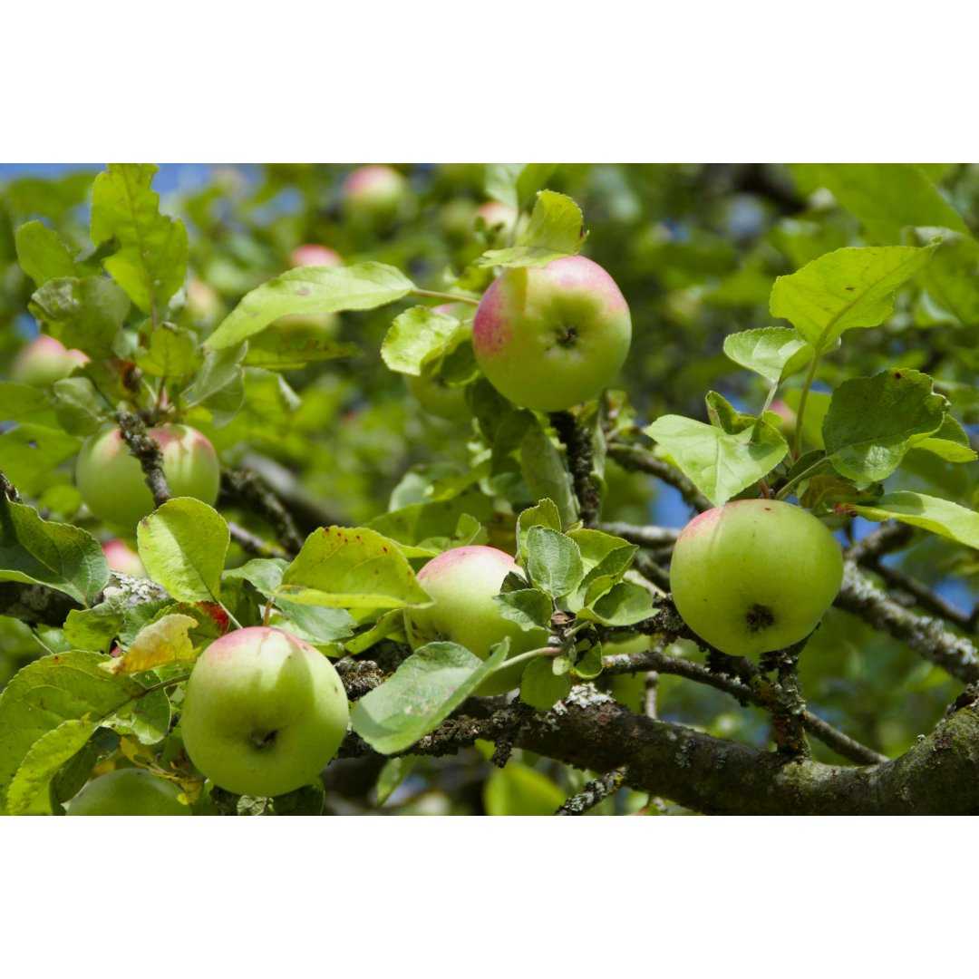 Melo Selvatico bio tintura madre gocce o spray | MALUS SYLVESTRIS BIO