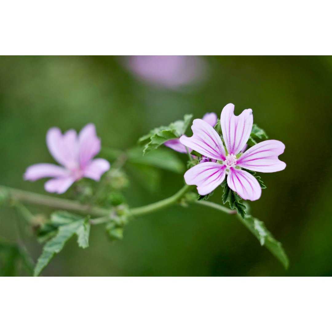 Common Mallow organic mother tincture drops or spray | MALVA SYLVESTRIS BIO