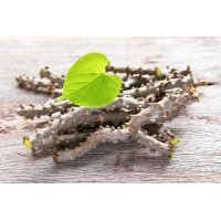 TINOSPORA CORDIFOLIA tincture | Giloy Guduchi ayurvedic...
