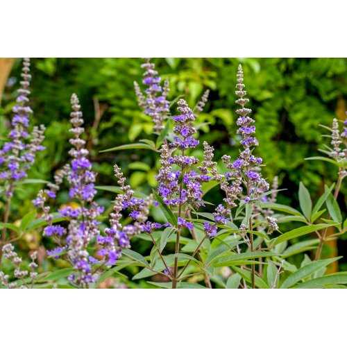 VITEX AGNUS-CASTUS tincture | Chaste Tree Abraham's Monk's Pepper organic ayurvedic tincture as natural medicine drops or spray