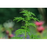 ARTEMISIA ANNUA Pyramiden | Einjähriger Beifuß Bio... 2
