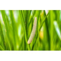 ACORUS CALAMUS Tinktur | Indische Kalmuswurzel Bio...