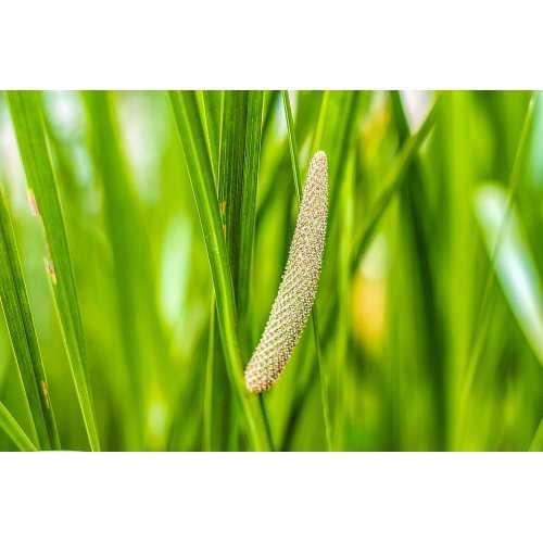 ACORUS CALAMUS tincture | Sweet Flag organic...
