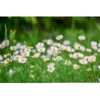 BELLIS PERENNIS Tinktur | Gänseblümchen Kleine Margerite...