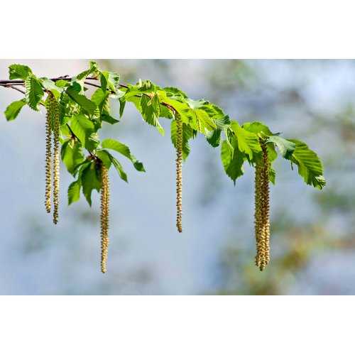 CARPINUS BETULUS tincture | Common Hornbeam organic mother tincture as natural medicine drops or spray