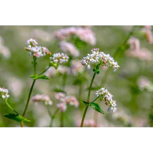 FAGOPYRUM ESCULENTUM tintura | Grano Saraceno bio tintura madre per fitoterapia gocce o spray