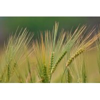 HORDEUM VULGARE tintura | Orzo tintura madre ayurvedica...